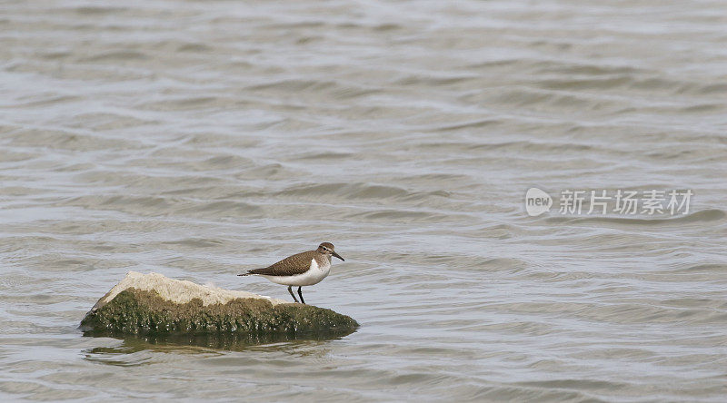 普通鹬(Actitis hypoleucos)